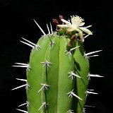 Myrtillocactus hybr. JL (very strong spines)  (Only one plant is available - Une seule plante est disponible)    ÉPUISÉ - OUT of STOCK - AGOTADO